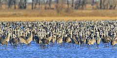 Sandhill Crane